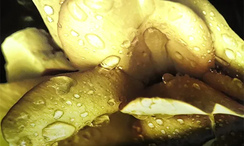 รูปการพิมพ์แบบ color printing หรือการพิมพ์สีแบบธรรมดา