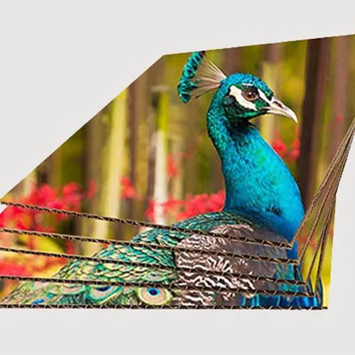 รูป สาธิตการพิมพ์ยูวีลงกระดาษลูกฟูก